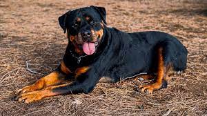rottweiler dog breed information with