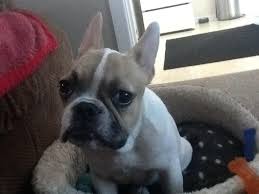 French bulldog allergy treatments and prevention. I Just Received A Six Month Old French Bulldog Male What Is The Top Three High Quality Kibble I Can Feed Him I Am Located In Ontario Petcoach