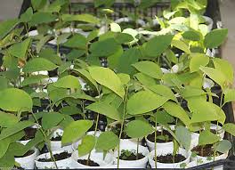 2 Cherimoya Annona Cherimola Extra Large Fruits Live Seedling Rooted Plants Tree Ebay