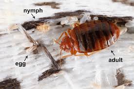 a practical guide to bed bug prevention