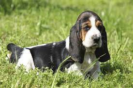 This website is provided by the basset hound club of southern california, inc. Basset Hound Puppies For Sale Akc Puppyfinder