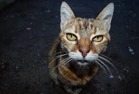 Symptoms can sometimes develop suddenly and quickly get worse, but they can also develop gradually over many months or years. 4 Signs That Your Cat Is Aging How To Tell If Your Cat Is Getting Old