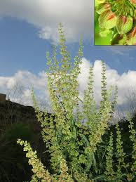 Rumex cristatus (Crested Dock) : MaltaWildPlants.com - the online ...