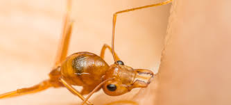 using boric acid to kill fire ants