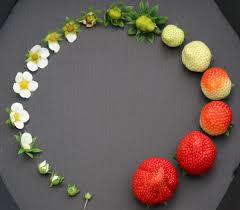 The life cycle of a strawberry