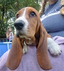 There is a lot of time spent with our basset hounds daily to better their personality,which is the key for a loving dog. Basset Hound Puppies For Sale Durham Nc 302569