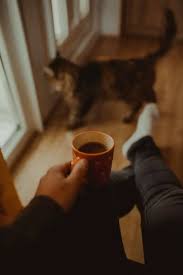do cats like the smell of coffee is