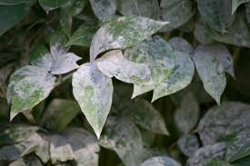 treat powdery mildew on plants
