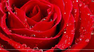 Red Rose Wallpaper 3d High Resolution ...
