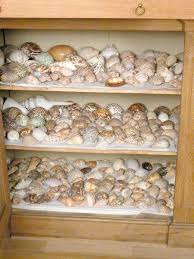 Seashells Seashells Attingham Park