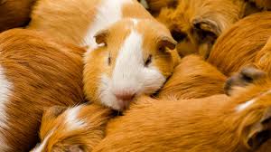 guinea pig fleece bedding reviewed