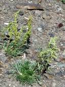 Artemisia borealis subsp. borealis