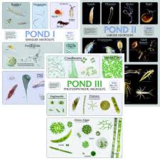 Pond Microlife Wall Chart Set Ctvalley Bio