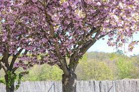Kwanzan cherry trees produce the largest flowers of the cherries. Japanese Flowering Cherry Plant Care And Growing Guide