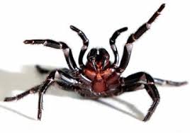 Image result for funnel web spider
