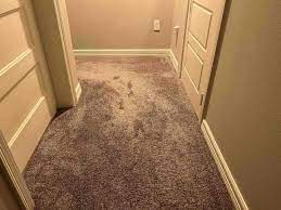 fix a squeaky suloor under carpet