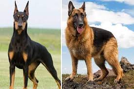 The doberman german shepherd mix is a large dog and can weigh anywhere from ninety to hundred and ten pounds. German Shepherd Vs Doberman Pinscher Which Is The Best Dog Anything German Shepherd