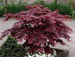 Acer Trees Japanese Maples Buy Acer