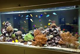 Une fois l'aquarium et ses principaux éléments installés, remplir le au ¾ d'eau osmosée afin de garantir un taux de nitrate et phosphates faibles qui va permettre à vos plantes de pousser rapidement et à vos poissons de rester en bonne santé. Aquarium Design And Installation Experts Welcome To Aquatechniques