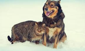 Reverse sneezing in dogs is considered a very common respiratory event. Five Common Winter Illnesses And Remedies For Cats And Dogs