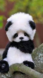 panda cute baby panda wallpaper