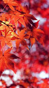 Fall Leaf Red Mountain Bokeh Iphone 7 ...