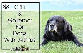 Cbd Oil Galliprant For Dogs With Arthritis 2019 Update