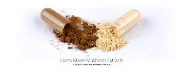 Other studies have further complicated the issue. Our Guide To The Best Lions Mane Mushroom Extracts In The Uk Mind Nutrition Uk