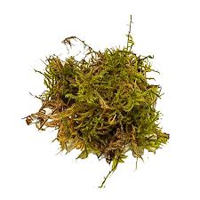 swell live green moss