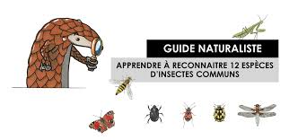 12 espèces d insectes communs
