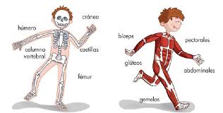 Resultado de imagen de musculos del cuerpo humano para niños