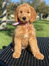 Goldendoodle puppies whoever said you cannot buy happiness forgot about puppies. D Shalom Goldendoodles