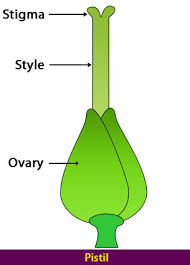 Sexual reproduction and flower parts. Parts Of A Flower Flower Parts Flower Structure Science Lessons