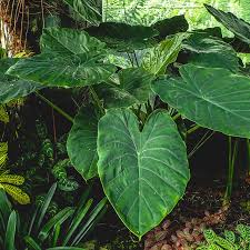 Shade Loving Plants For Your Garden