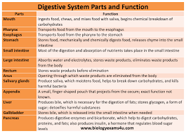 digestive system 13 parts and function