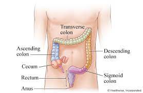 large intestine solano county california