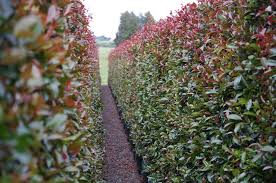 It is easy to grow and has wonderful resistance to many pests and diseases. Top Screening Plants For Your Garden And Hedging Shrubs
