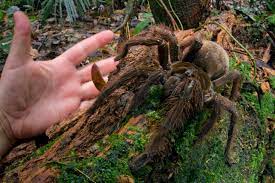 Самый большой паук в мире Theraphosa blondi (птицеед-голиаф) — фото,  описание, размеры