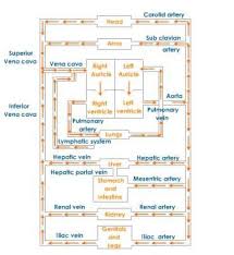 Journey Of Blood Flow Chart Deoxygenated Blood To All