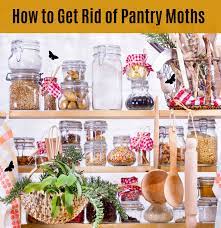 how to get rid of pantry moths in your