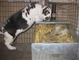 rabbit nest box prepare a rabbit