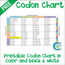 Codon Chart With Practice Worksheet And Diagrams By Science