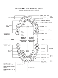 Teeth Chart 4 Free Templates In Pdf Word Excel Download