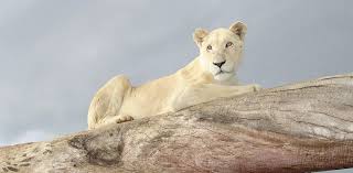 are white lions real do they occur in