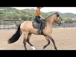 Buy expressive andalusian horses from breeders and individuals. 2012 Buckskin Andalusian Stallion For Sale Youtube