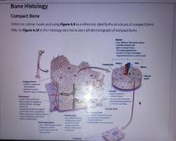 5 cool facts about the. Solved Figure 6 6 Cartilage Bamples In The Body Structur Chegg Com