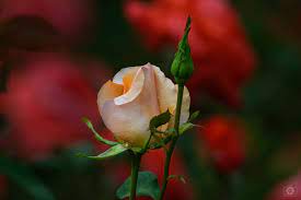 beautiful rose bud background high