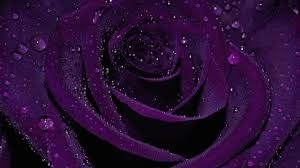purple rose background 52 pictures