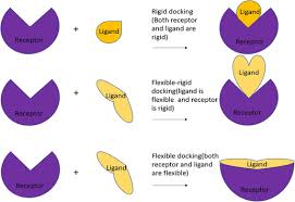 molecular docking in organic inorganic