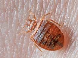 identify bed bugs bites